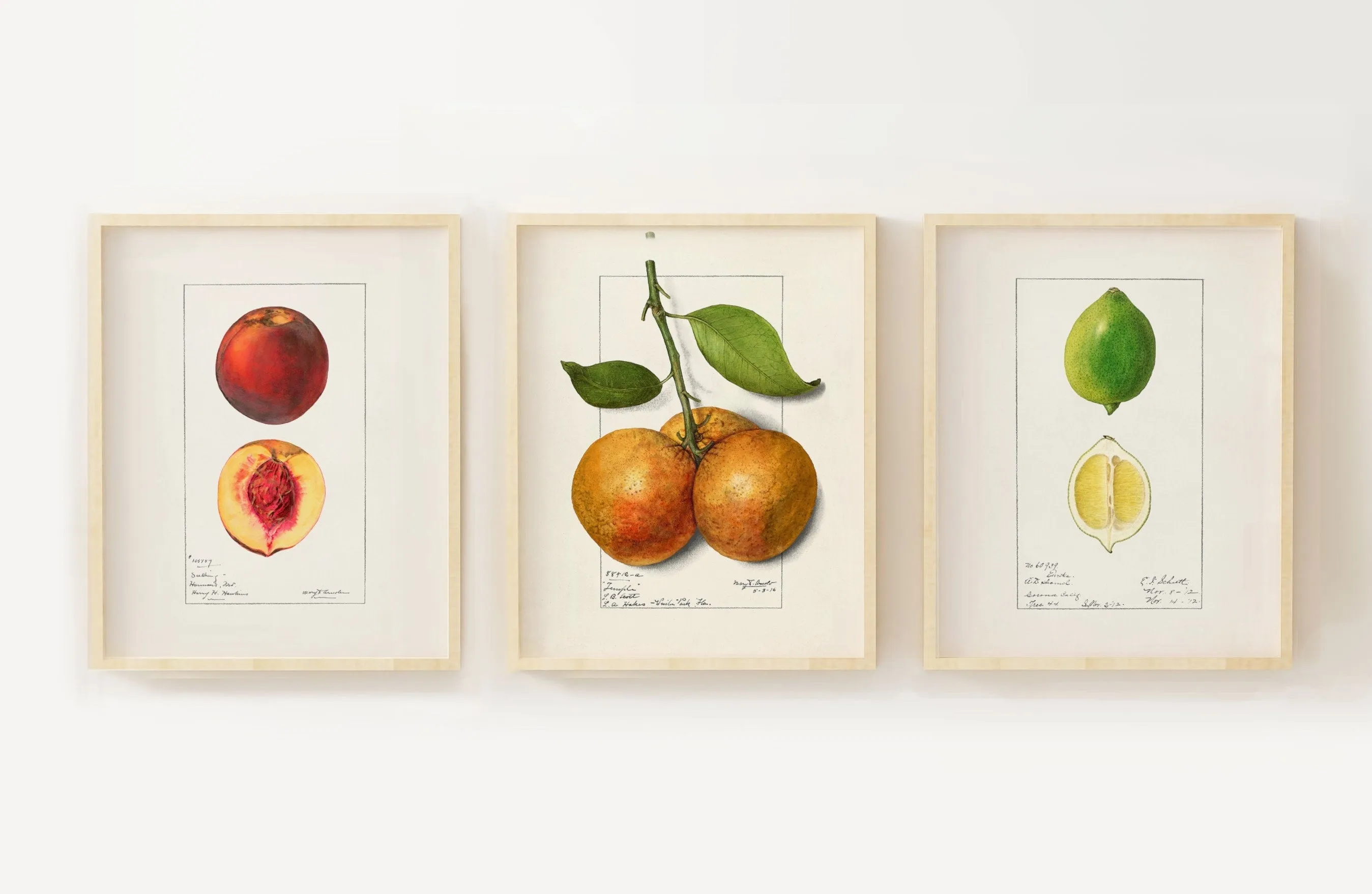 Peach Orange Lime - Fruit Vintage Drawings Set of three Wall Art