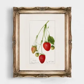 Vintage Strawberry Plant Kitchen Wall Art