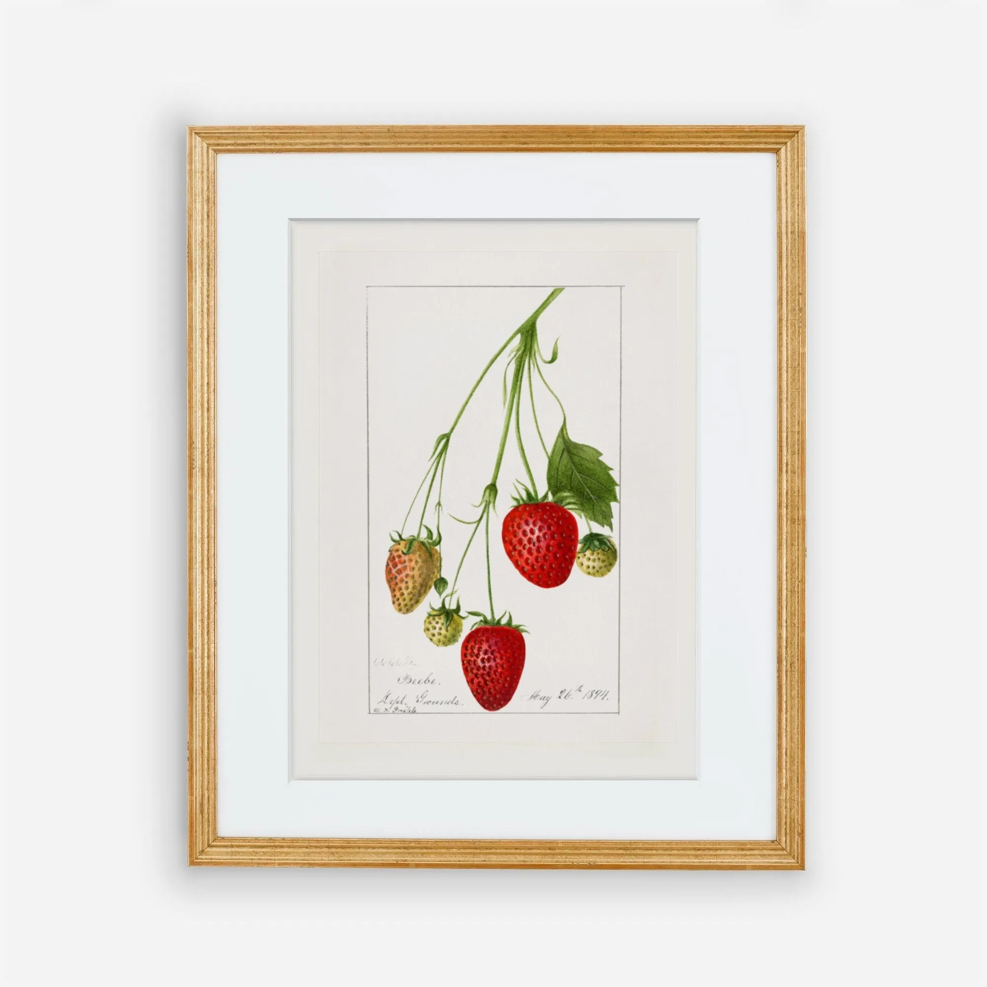 Vintage Strawberry Plant Kitchen Wall Art